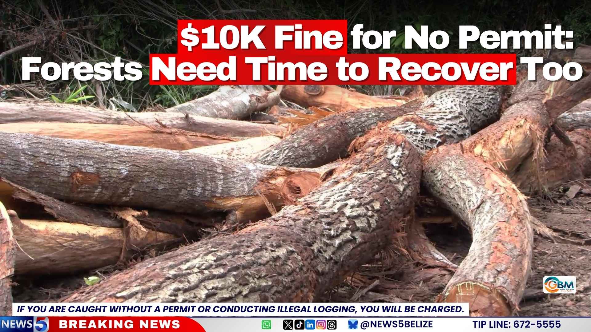 $10K Fine for No Permit: Forests Need Time to Recover Too