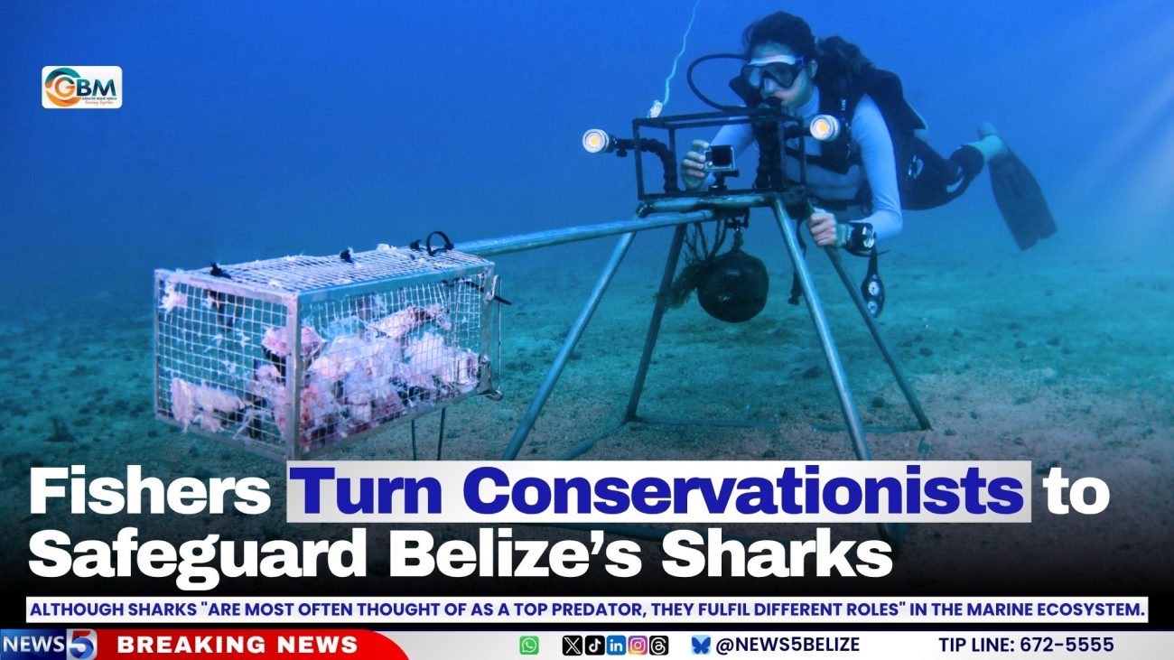 Fishers Turn Conservationists to Safeguard Belize’s Sharks
