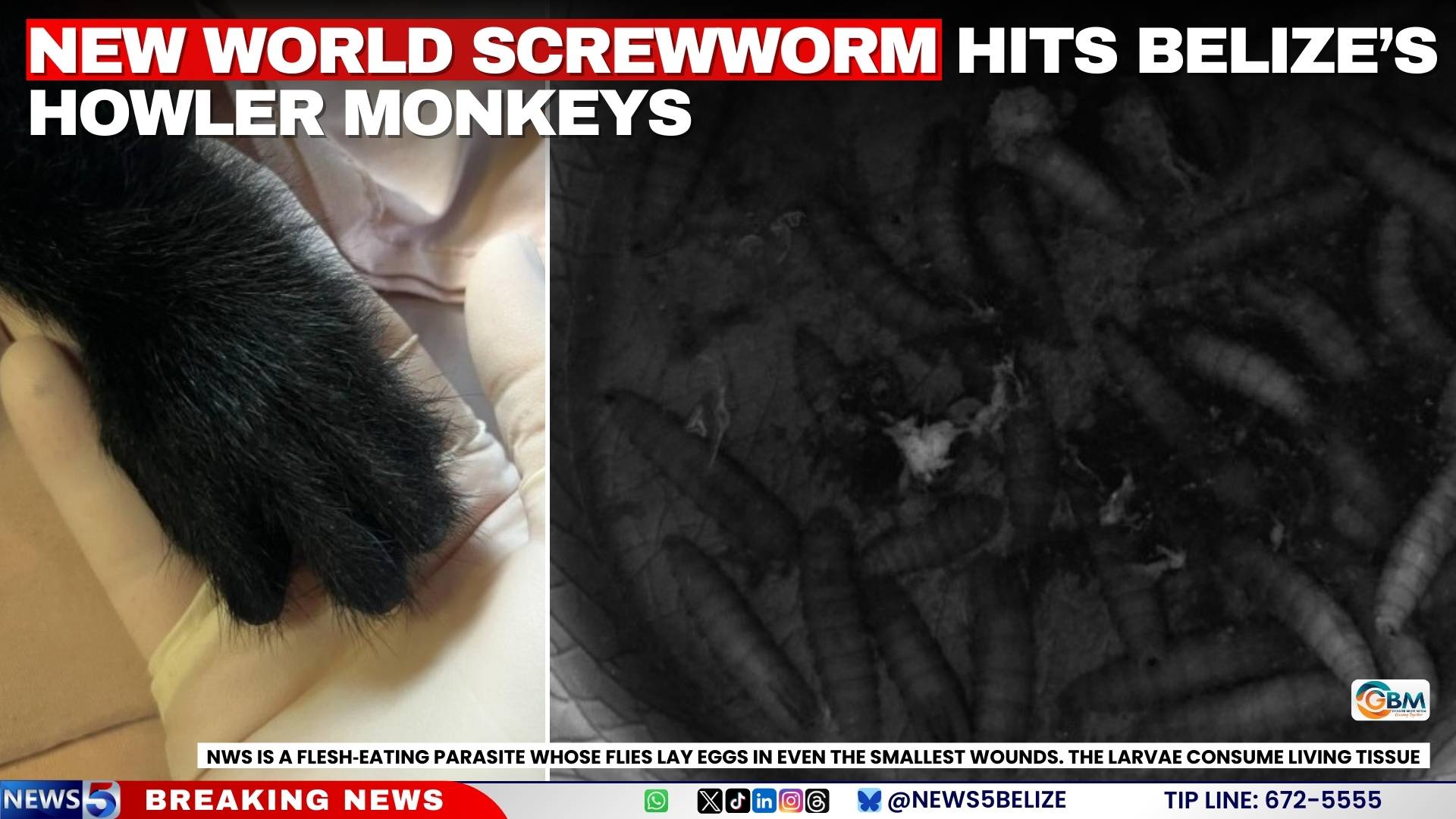 New World Screwworm Hits Belize’s Howler Monkeys