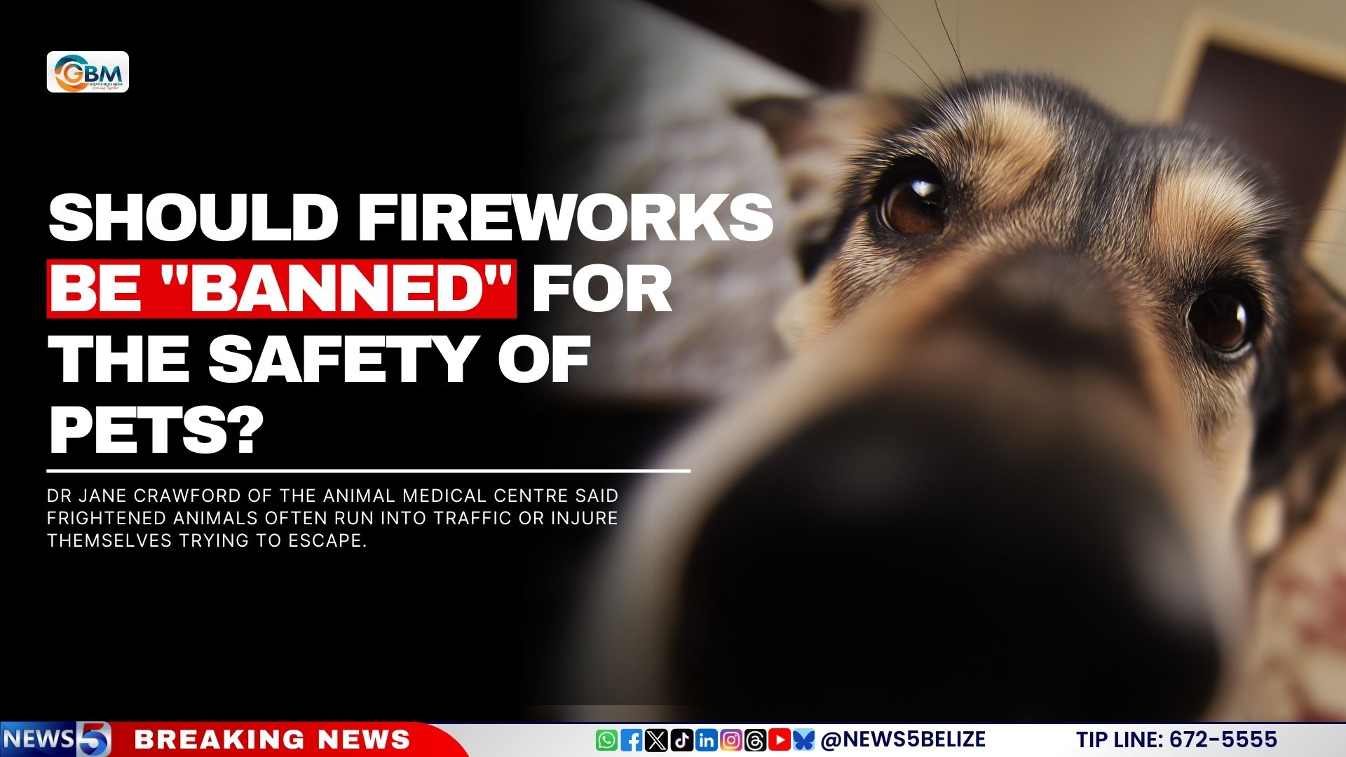 Should Fireworks Be "Banned" For The Safety of Pets?