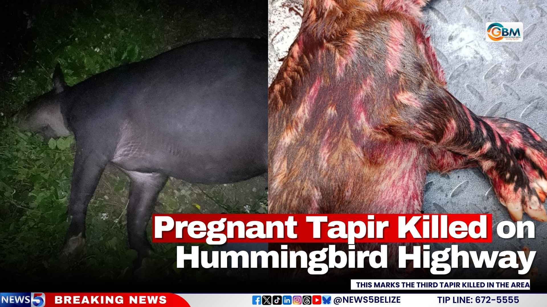 Pregnant Tapir Killed on Hummingbird Highway