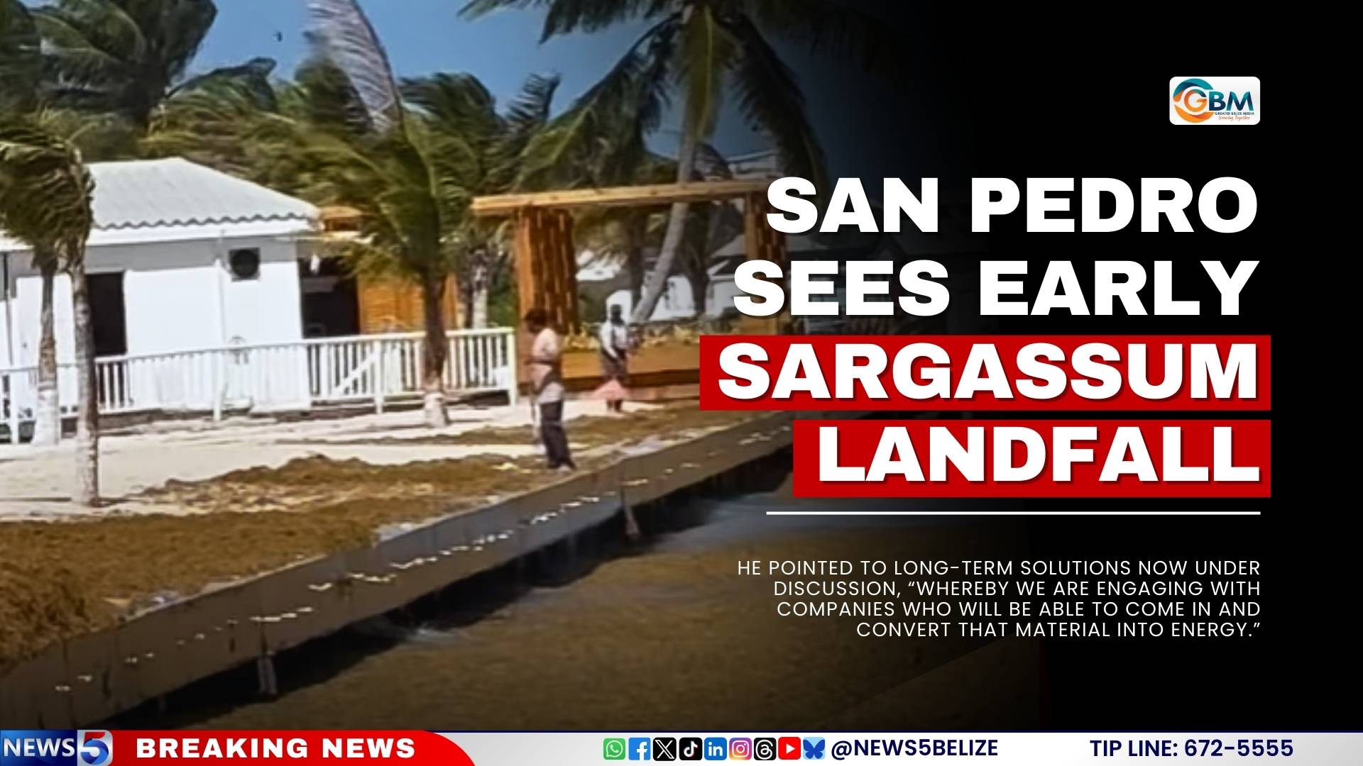 San Pedro Sees Early Sargassum Landfall