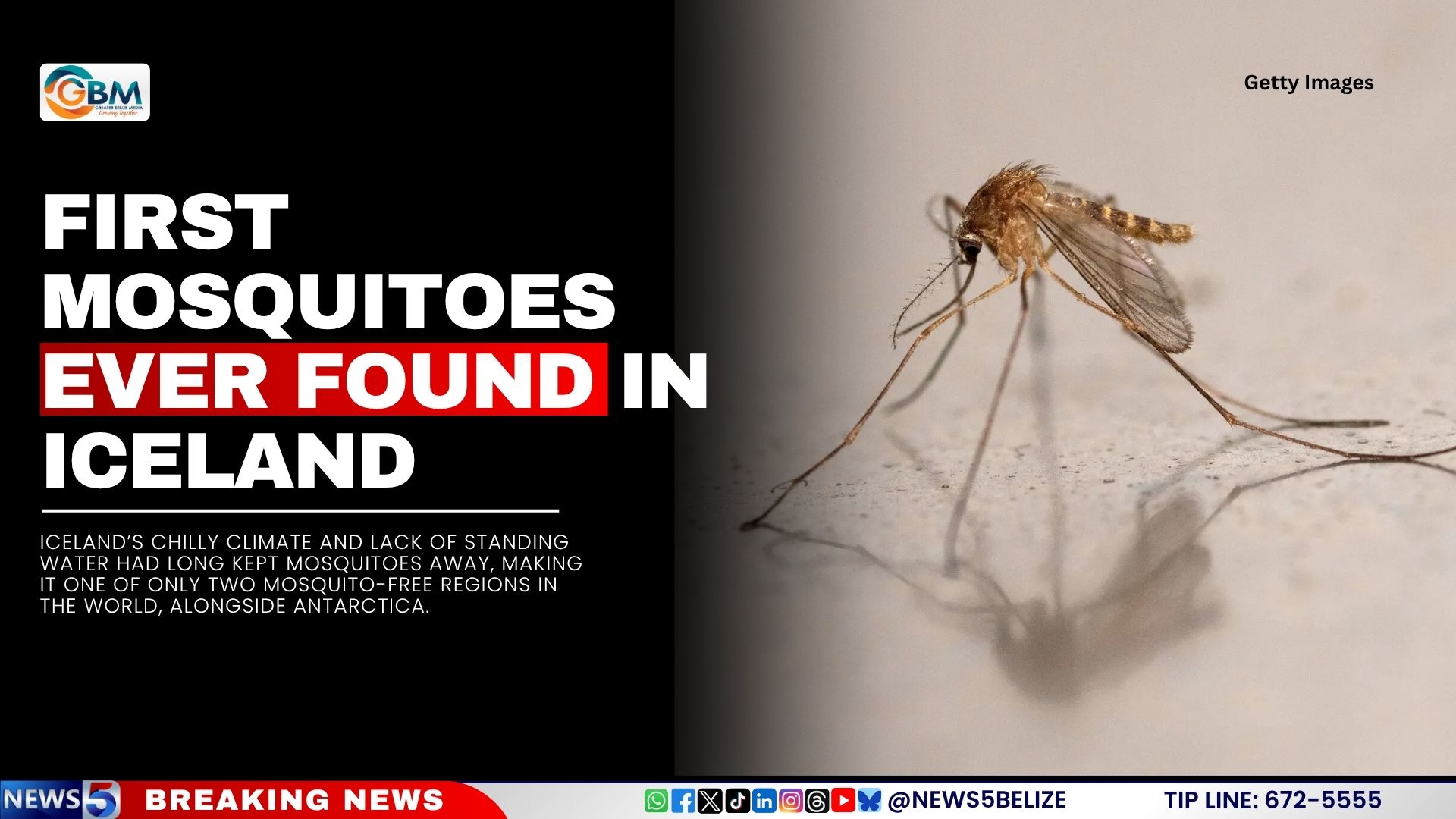 First Mosquitoes Ever Found in Iceland
