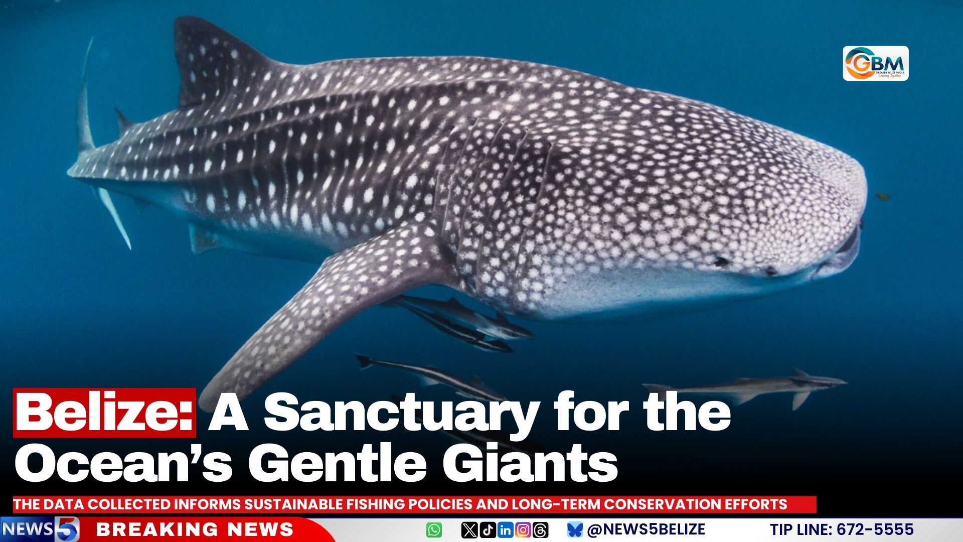Belize: A Sanctuary for the Ocean’s Gentle Giants