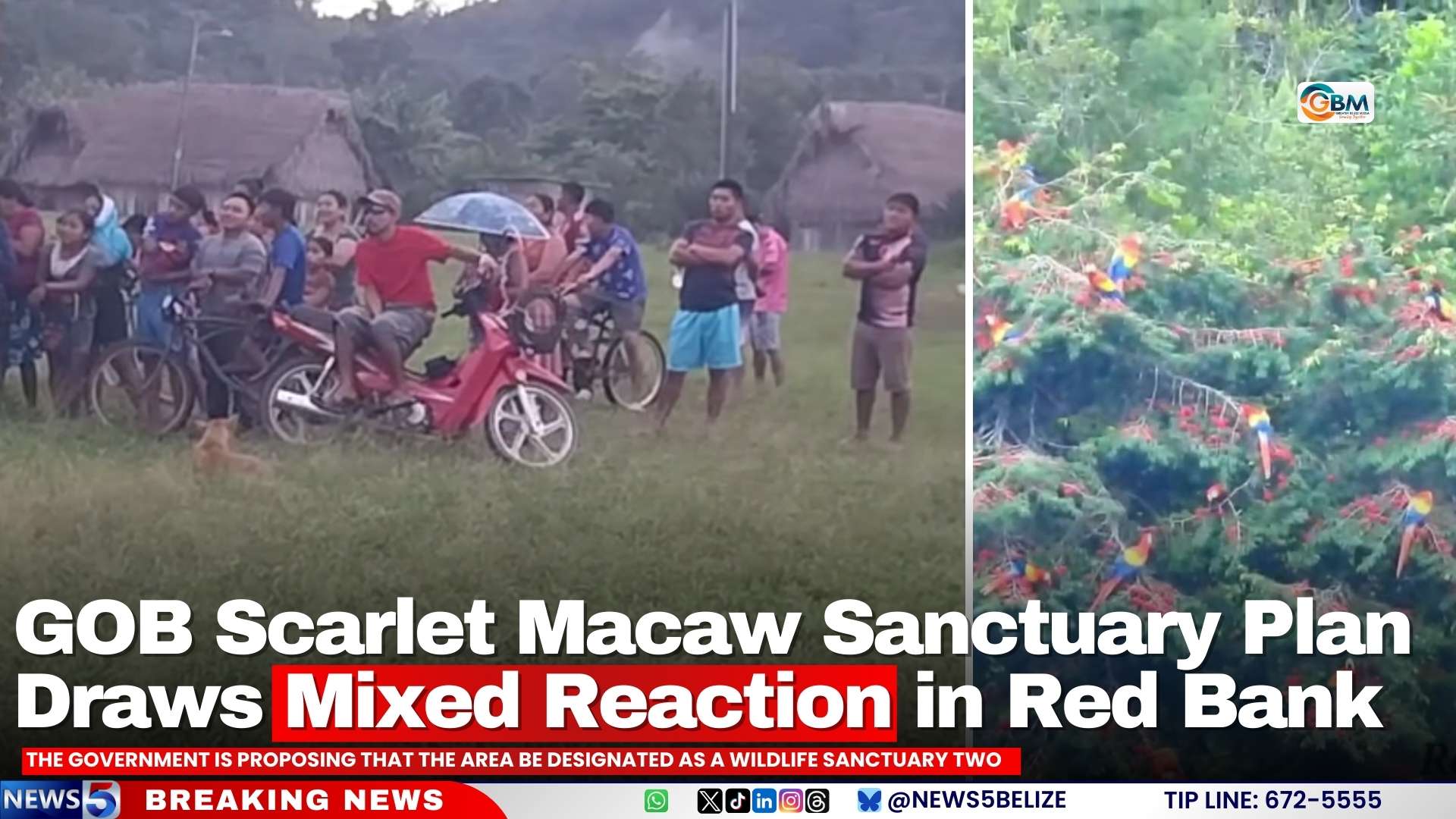 GOB Scarlet Macaw Sanctuary Plan Draws Mixed Reaction in Red Bank