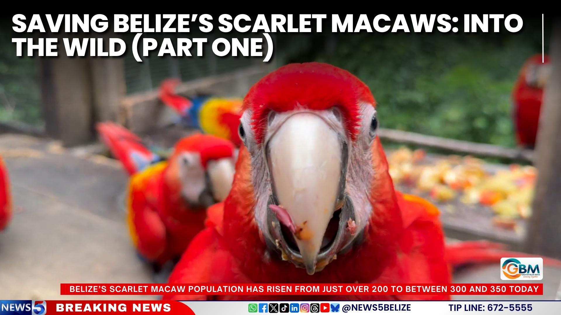 Saving Belize’s Scarlet Macaws: Into the Wild (Part One)