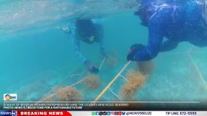 A Wave of Belizean Women Entrepreneurs Mine the Ocean’s New Gold: Seaweed