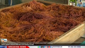 A Wave of Belizean Women Entrepreneurs Mine the Ocean’s New Gold: Seaweed