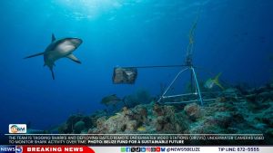 Fishers Turn Conservationists to Safeguard Belize’s Sharks