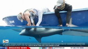 Fishers Turn Conservationists to Safeguard Belize’s Sharks
