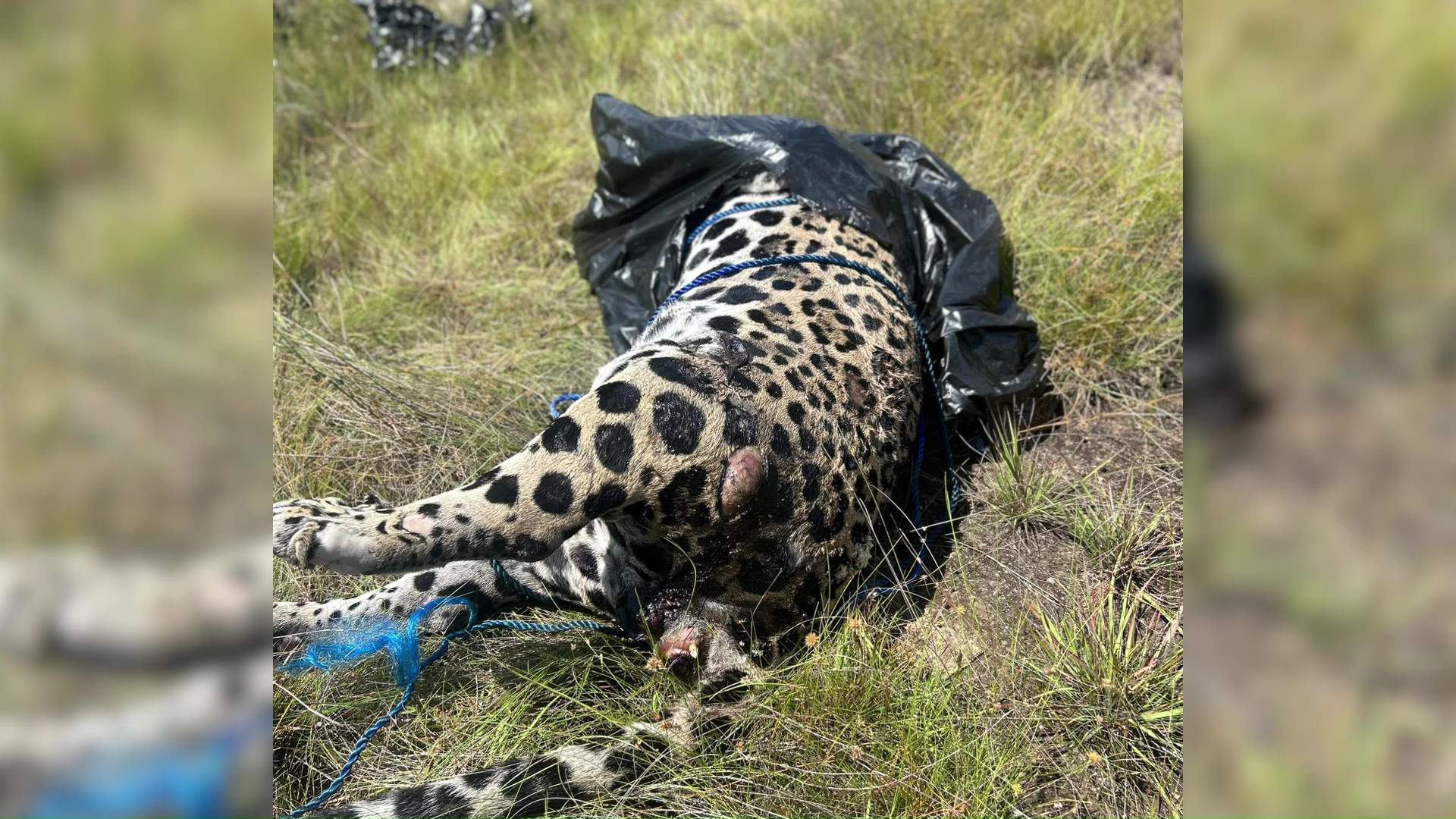 Jaguar Found Shot, Mutilated in Stann Creek