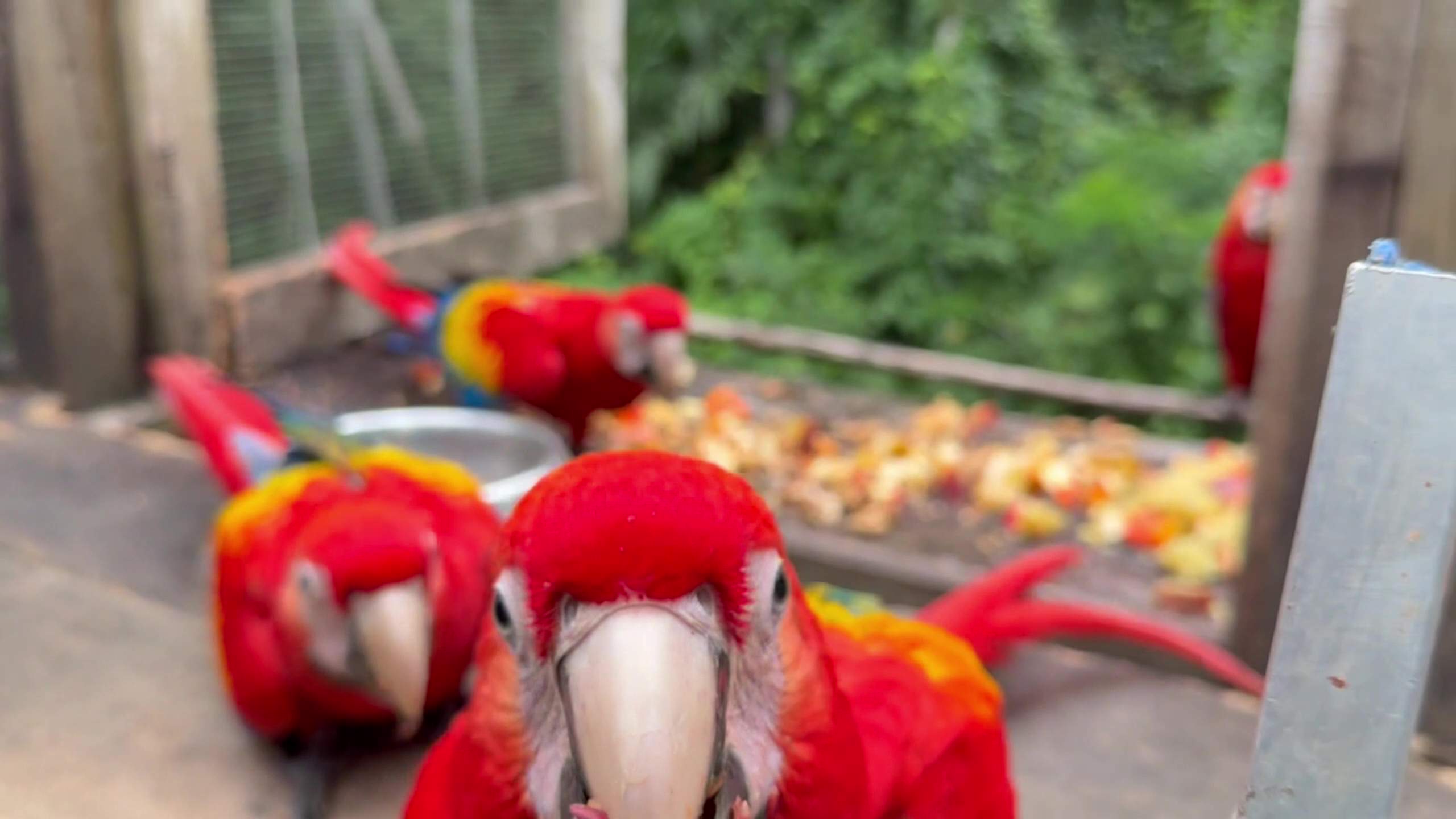 Saving Belize’s Scarlet Macaws: Into the Wild (Pt. 2)