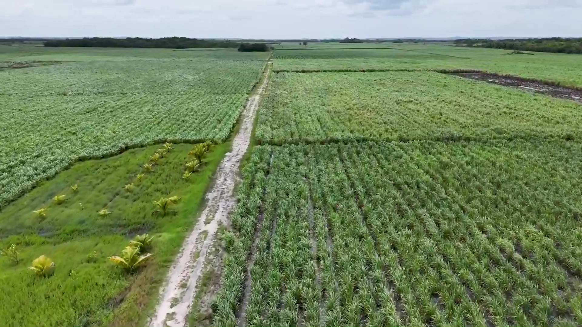 BSI Diversifying Cane Varieties to Safeguard Sugar Industry