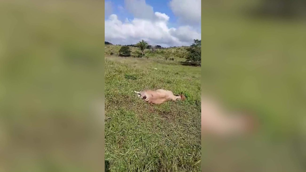 Cayo Ranchers Hit Hard by unexplained Cattle Deaths