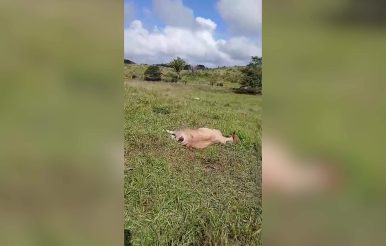 Cayo Ranchers Hit Hard by unexplained Cattle Deaths