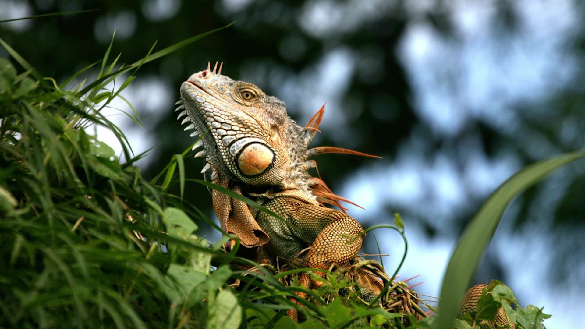 Protecting Nesting Iguanas Strengthens Wild Populations
